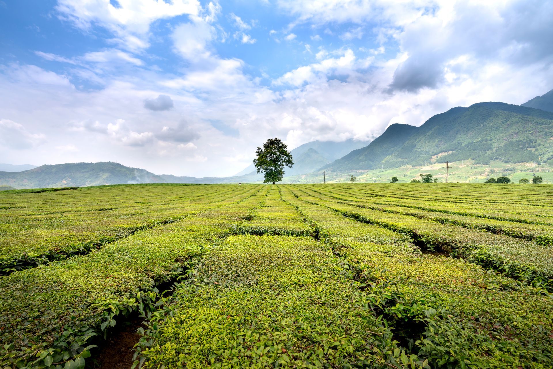 Picturesque view of green tea shrubs and trees growing on farmland against ridges under shiny blue sky with clouds