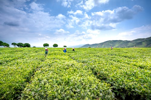Unrecognizable farmers harvesting tea foliage on plantations in countryside