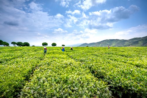 Free Anonymous harvesters collecting green tea leaves from shrubs growing in agricultural field against mounts under cloudy blue sky Stock Photo