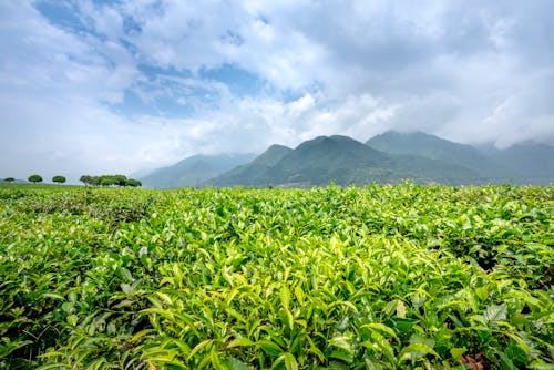 Scenery view of lush green tea shrubs growing on farmland against mountains under cloudy sky in misty weather