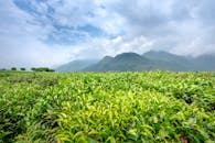Tea plantation against mounts in countryside on foggy day