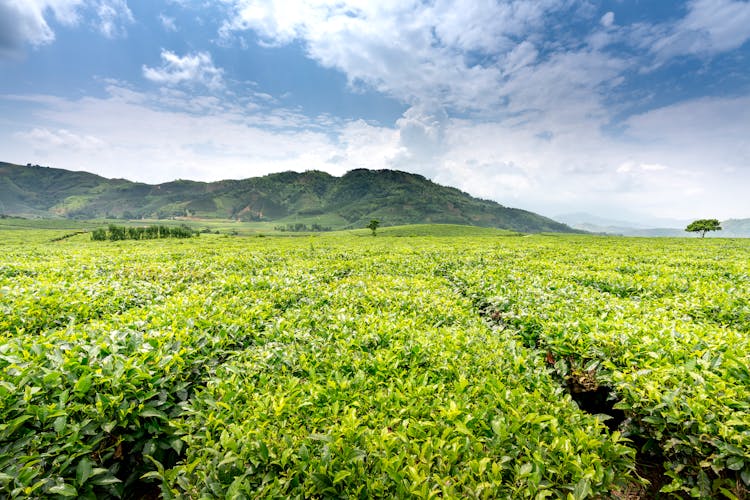 Agricultural Field With Growing Tea Plants Against Mountain In Summertime