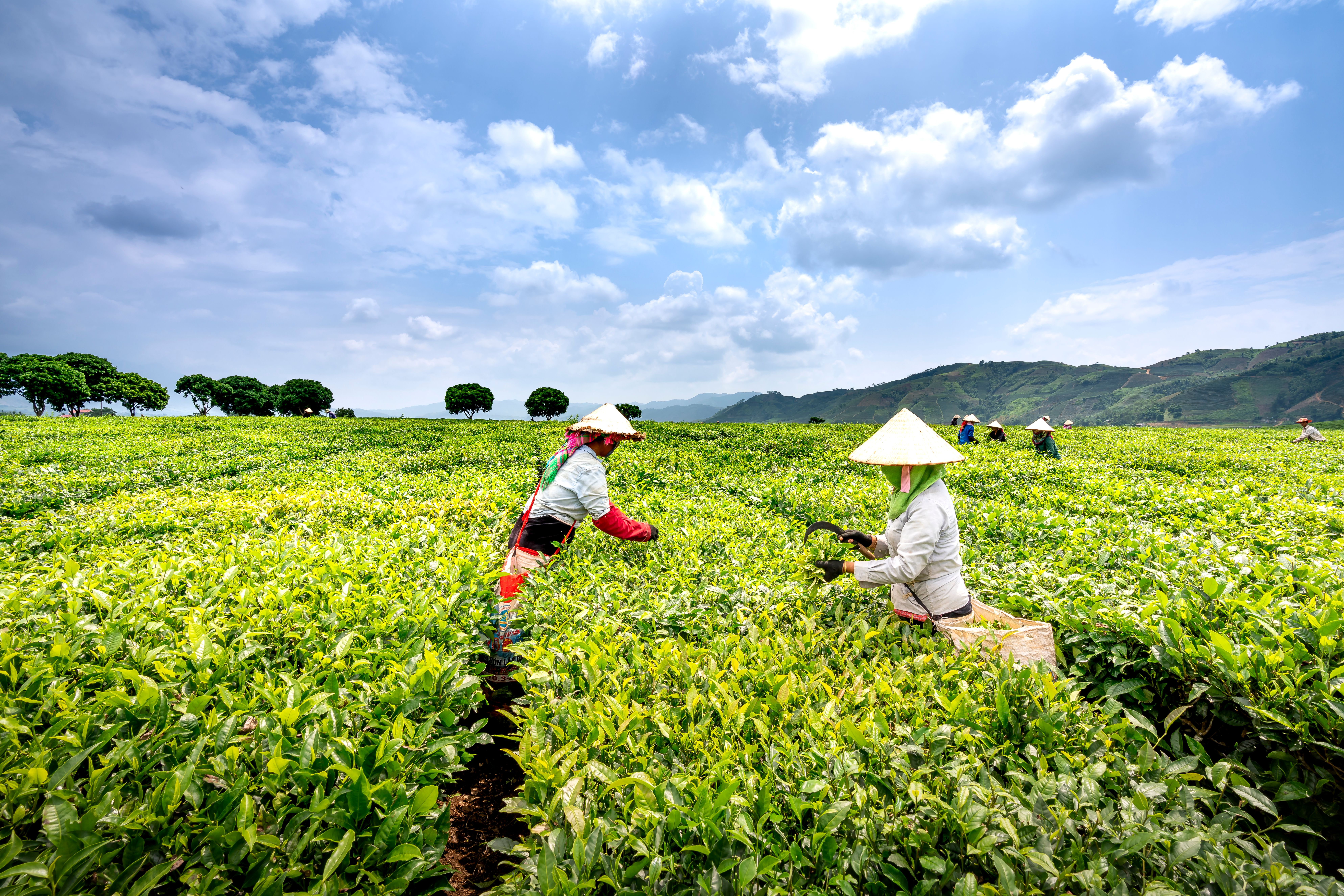Phân tích dữ liệu là kỹ năng cốt lõi trong nông nghiệp hiện đại.