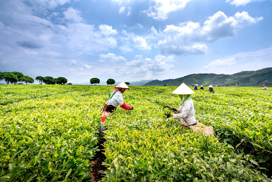 Anonymous ethnic harvesters collecting tea leaves in agricultural field ...