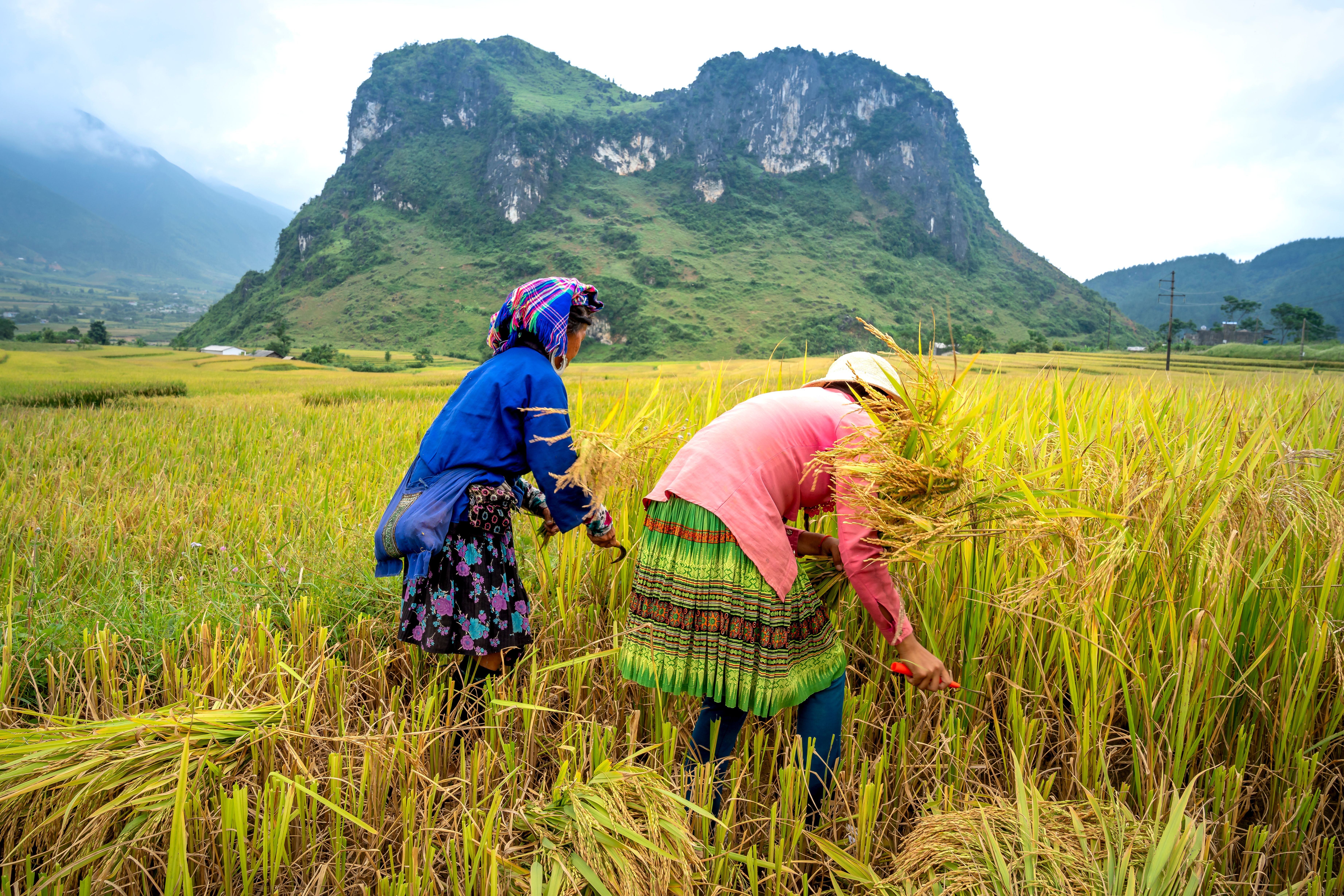 Rice Pick Photos, Download The BEST Free Rice Pick Stock Photos & HD Images