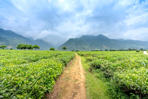 Path between tea plantations against mountains in misty weather