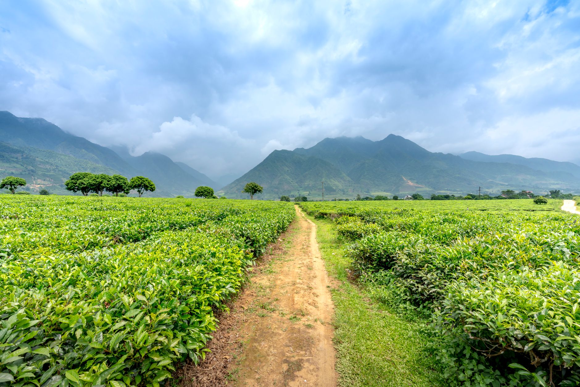 Plantations de thé et paysage agricole de Fianarantsoa