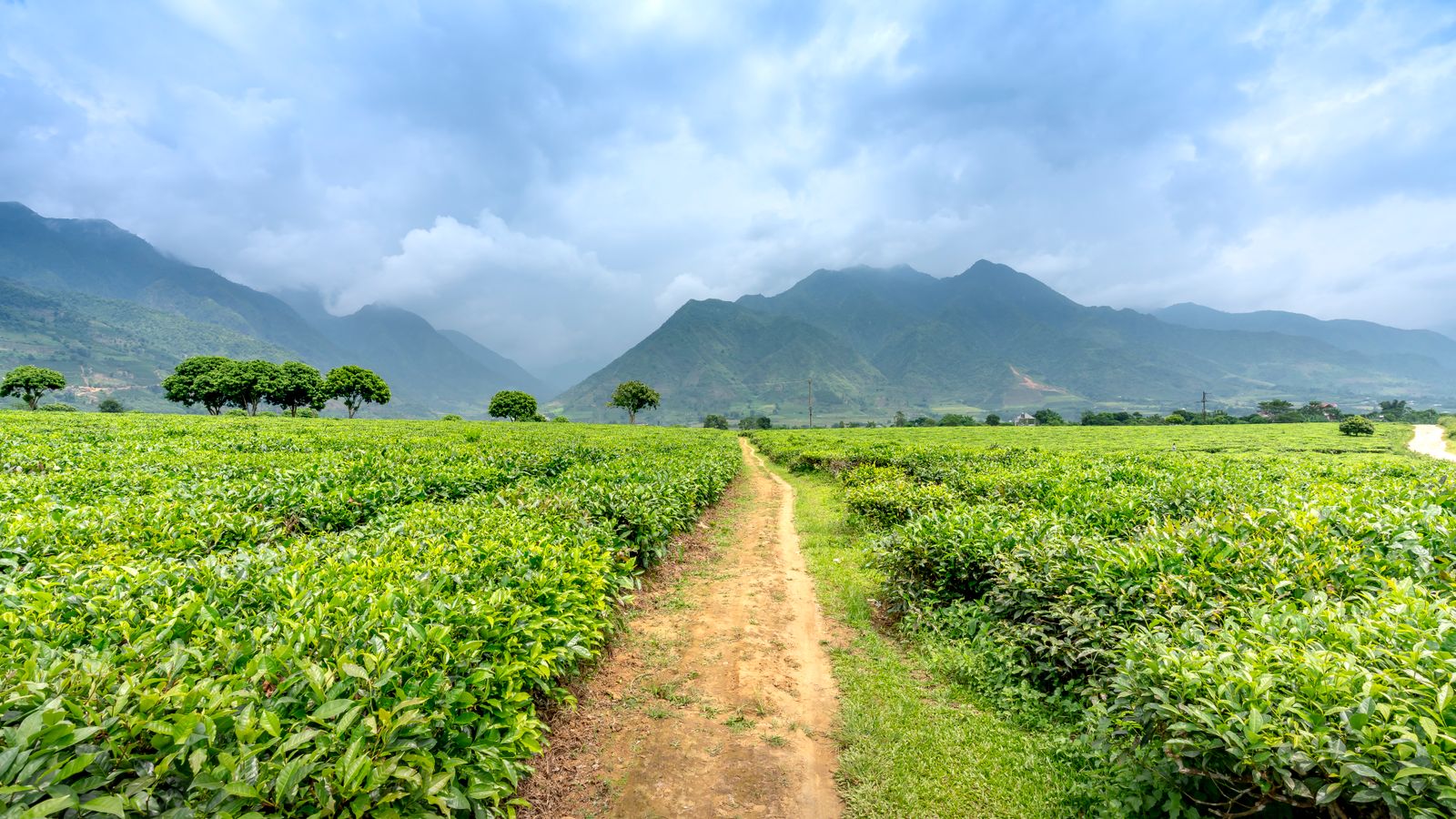 Path between tea plantations against mountains in misty weather, Malawi