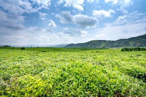 Picturesque view of lush green tea shrubs and trees growing against mounts on farmland under blue sky with cumulus clouds