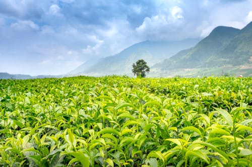 Lush green tea plants and tree growing in agricultural field against ridges under cloudy sky in misty weather