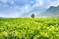 Lush green tea plants and tree growing in agricultural field against ridges under cloudy sky in misty weather