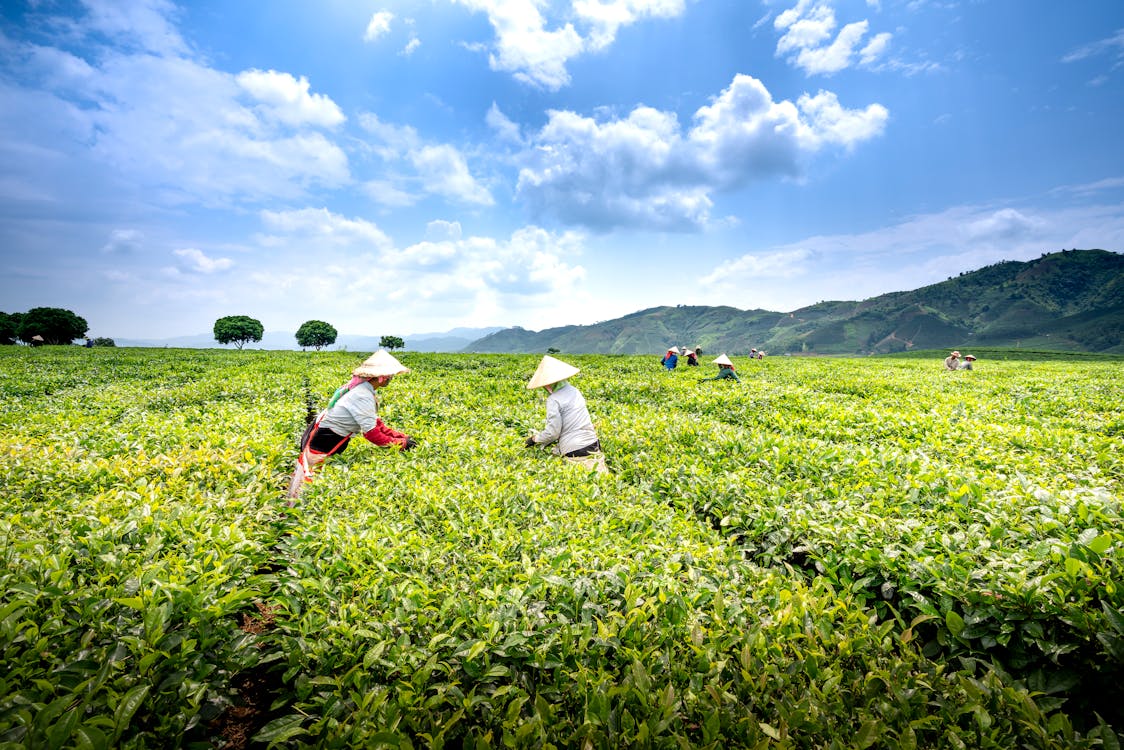 Unrecognizable ethnic farmers collecting tea foliage on plantations in ...
