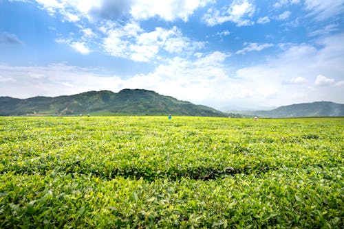 Spectacular view of tea plantations against ridges under blue sky with shiny clouds in countryside on sunny day