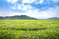 Green tea plants against high mountains under cloudy sky
