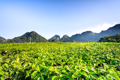 Scenic view of green tea shrubs on farmland against majestic mounts on summer day in sunlight
