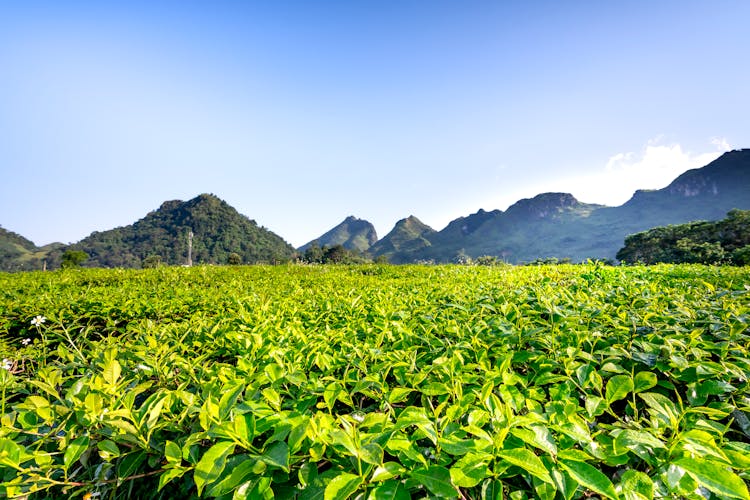 Tea Plantation Against High Mountains Under Cloudy Sky