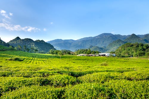 Scenery view of green tea plants and trees against ridges under cloudy blue sky in countryside field