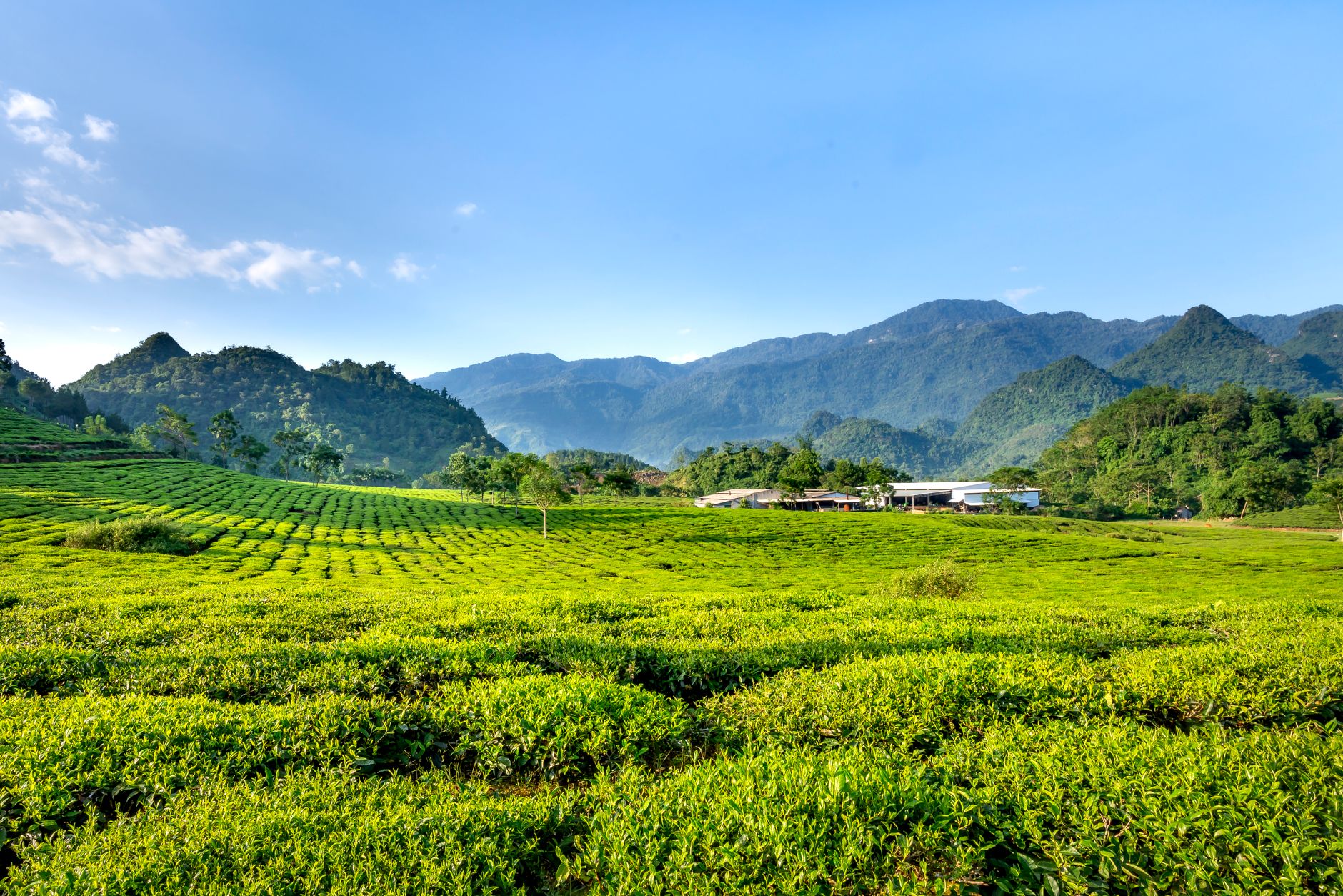 Scenery view of green tea plants and trees against ridges under cloudy blue sky in countryside field