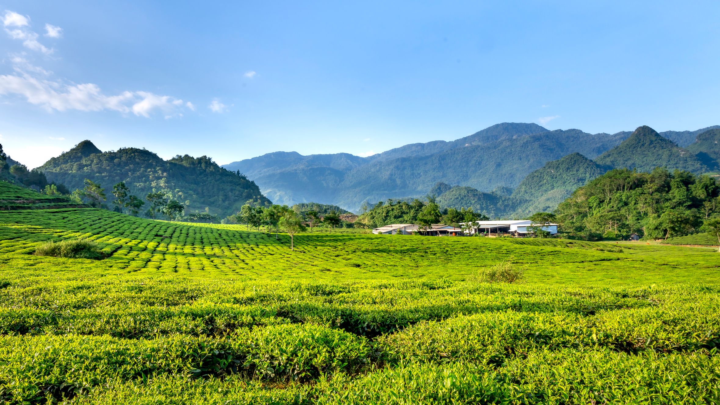 Scenery view of green tea plants and trees against ridges under cloudy blue sky in countryside field
