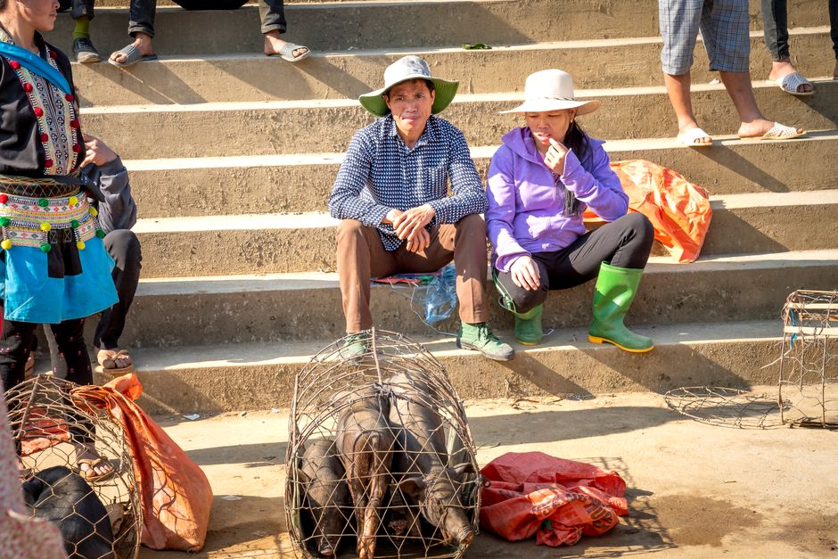 Vibrant market scene featuring local vendors with livestock in cages. A blend of tradition.