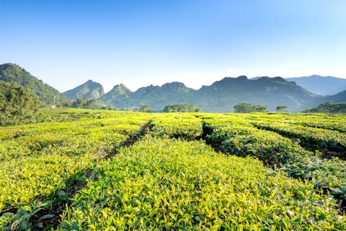 Picturesque view of green tea plantations against magnificent mountains under cloudy sky in countryside on sunny day