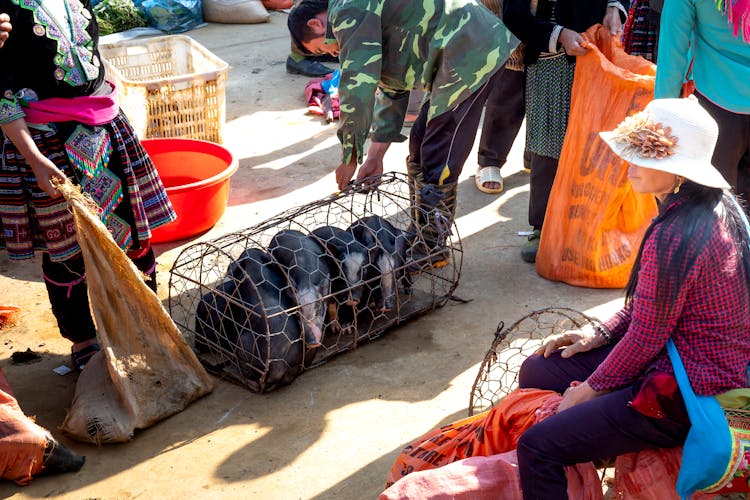 Unrecognizable Ethnic Sellers With Little Pigs In Cage In Bazaar