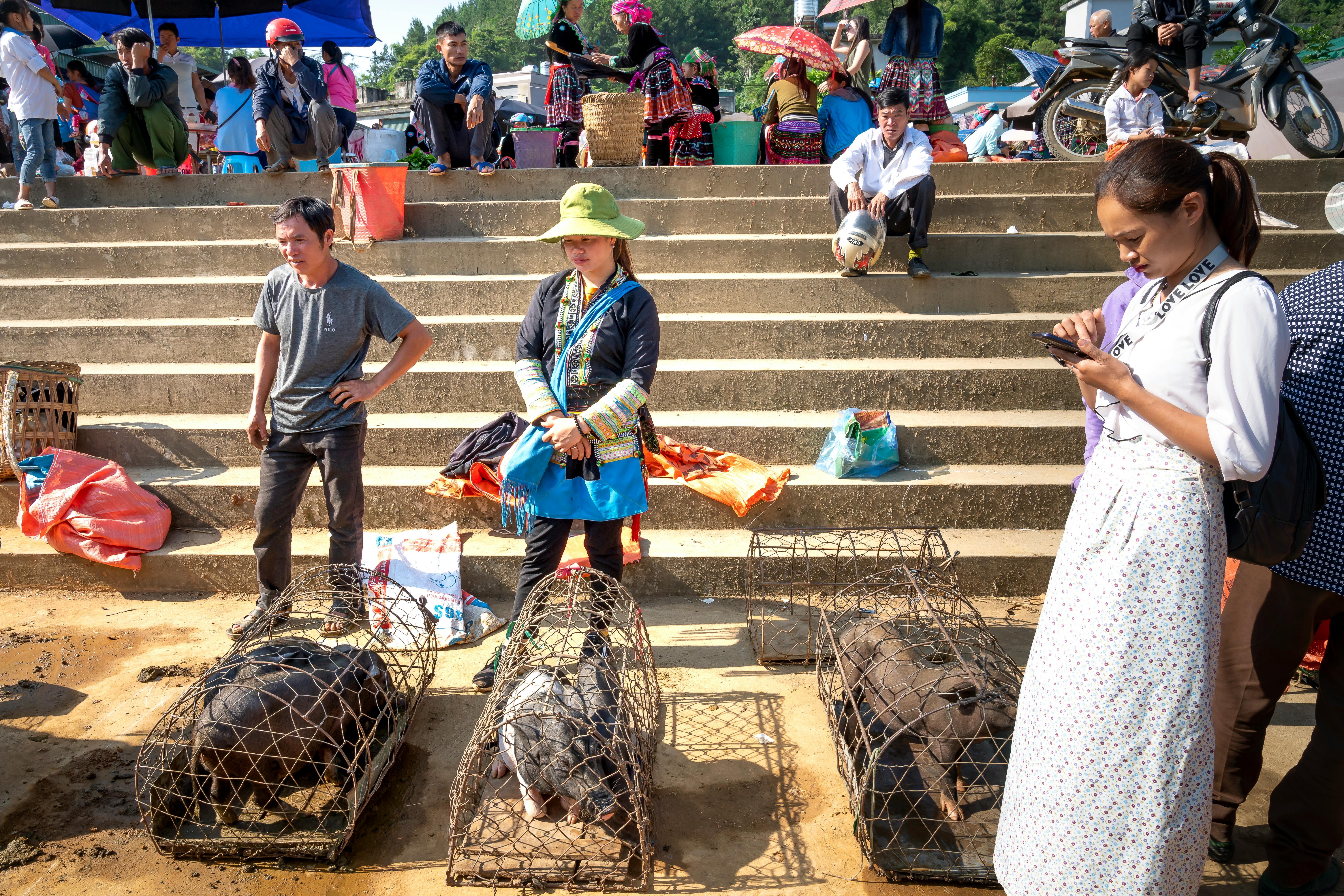 asian vendors with pigs in cages against stairs in market