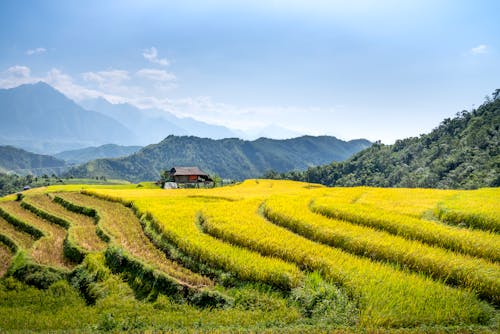 Rows of rice plantations against high mountains in countryside