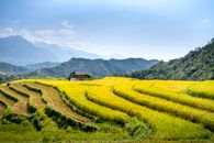 Rows of rice plantations against high mountains in countryside
