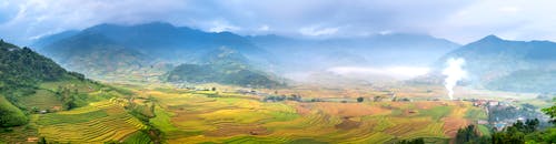 Panoramic view of rice fields with furrows against ridges under cloudy sky in misty weather