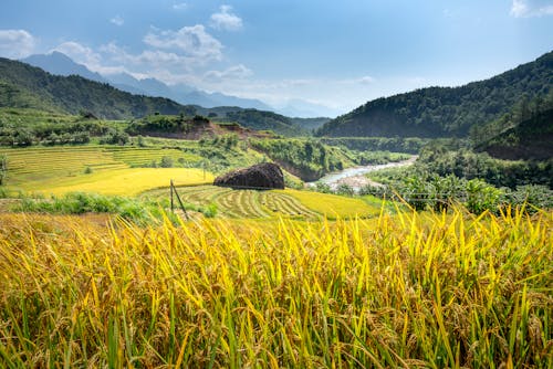 Scenic view of rice plantations against narrow river and green ridges under cloudy blue sky in summer