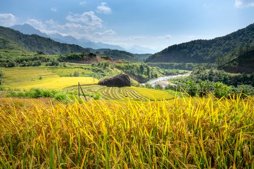 Free Scenic view of rice plantations against narrow river and green ridges under cloudy blue sky in summer Stock Photo
