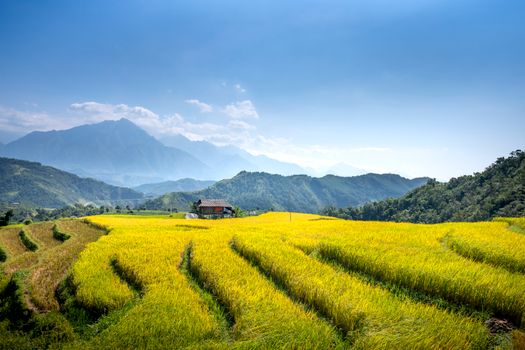 Rice fields against majestic mountains in foggy weather