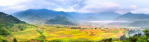 Rows of rice plantations against ridges on foggy day