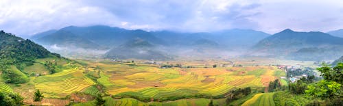 Rice fields against misty mountains under cloudy sky