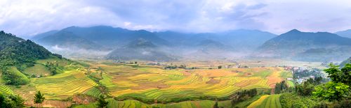 Free Panoramic view of agricultural plantations in rows against majestic mounts with green trees in foggy weather Stock Photo