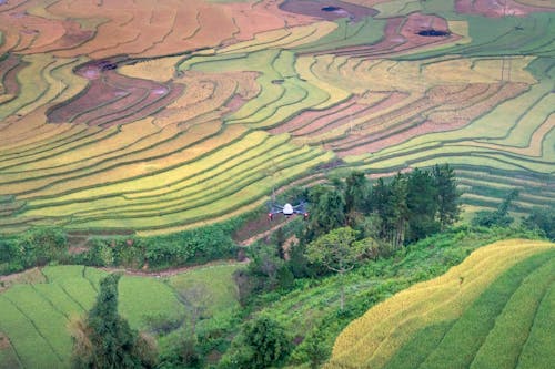Aerial View of Rice Fields 