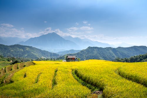 Free Brown House on a Paddy Field Near Mountain Under Blue Sky Stock Photo