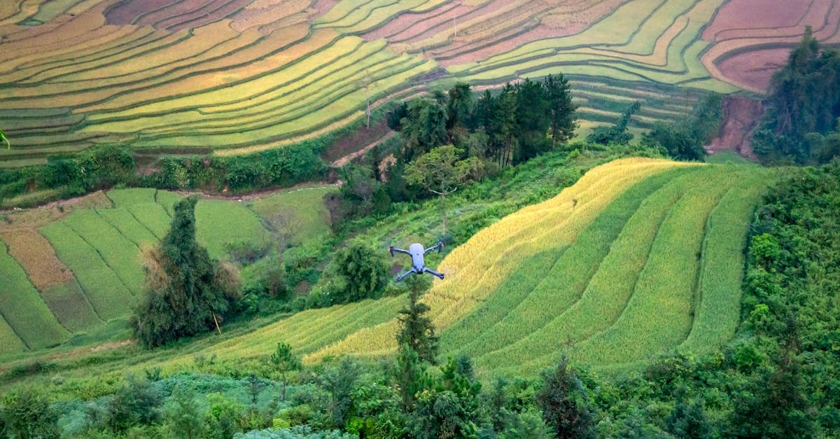 Aerial View of Rice Fields · Free Stock Photo
