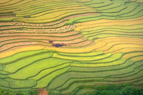 Aerial View of Rice Fields