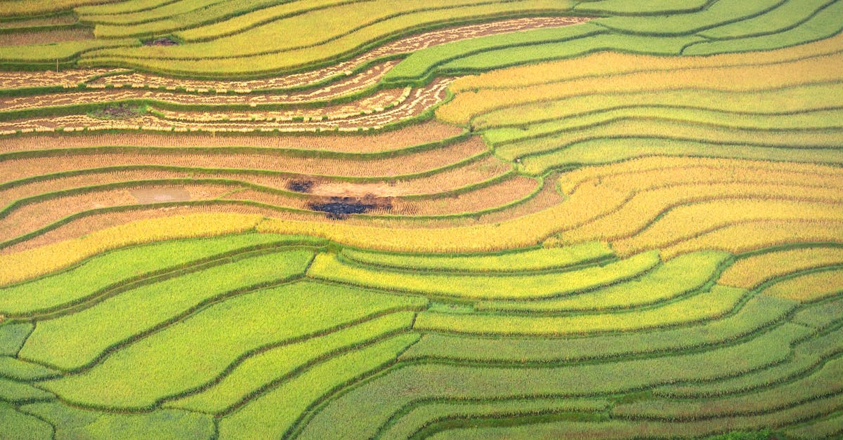 Aerial View of Rice Fields · Free Stock Photo
