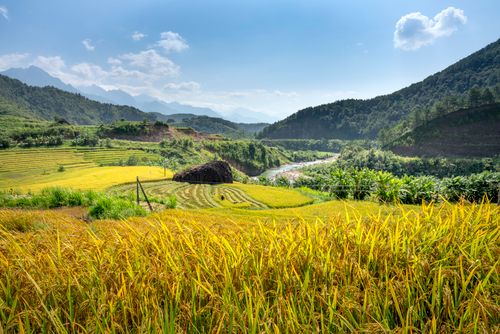 Free Beautiful rice terraces in a serene countryside landscape with mountains in the background under a clear blue sky. Stock Photo