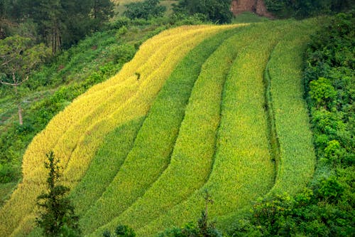 Aerial View of Rice Fields