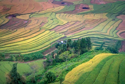 Free Aerial View of Rice Fields Stock Photo
