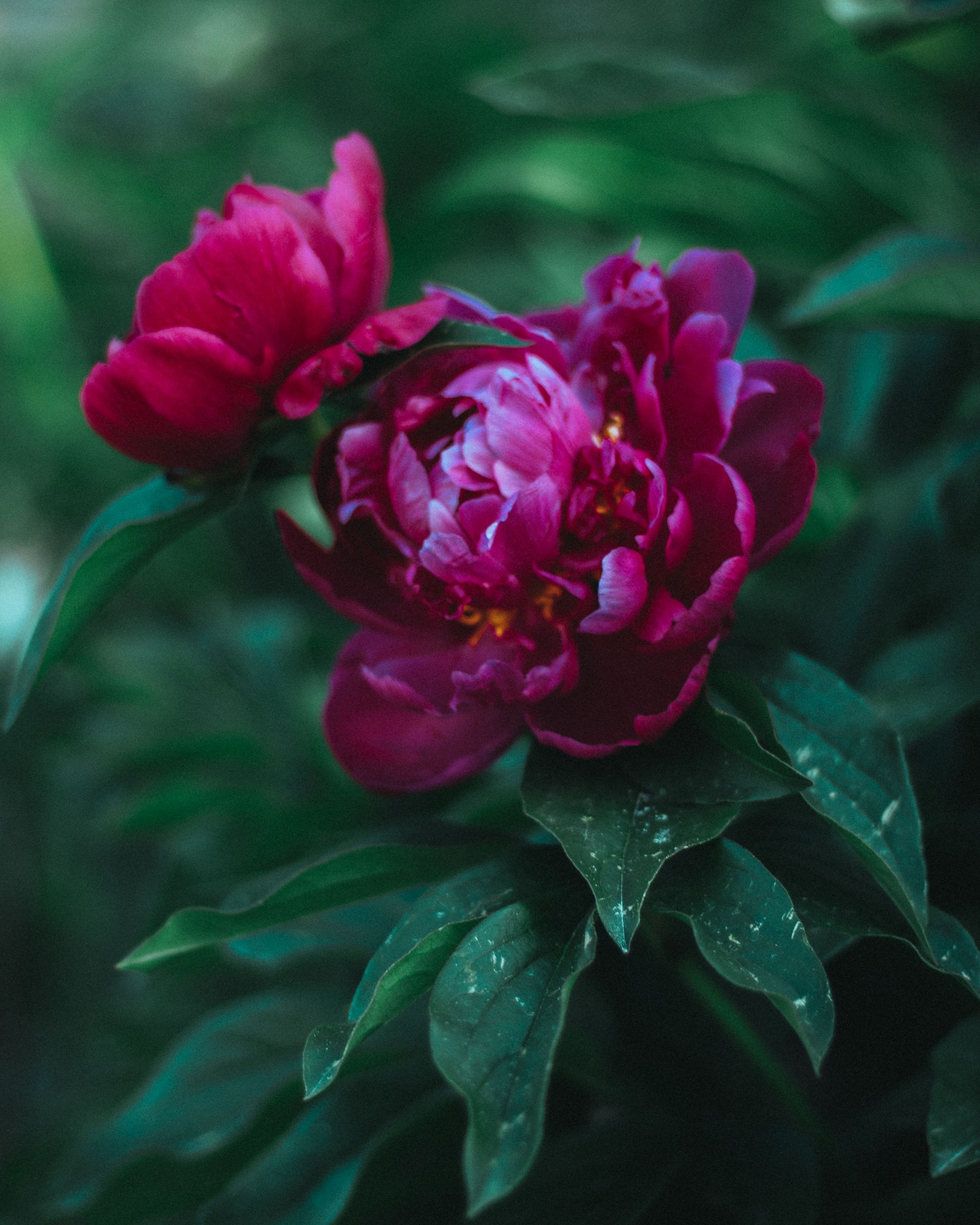 Pink Peony Flowers in the Garden · Free Stock Photo