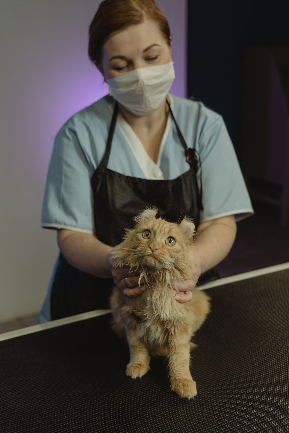 What Does an Online Veterinarian Do? A Full Guide