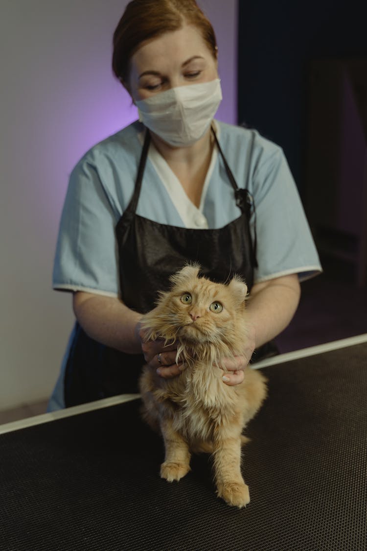 A Woman Holding A Cat