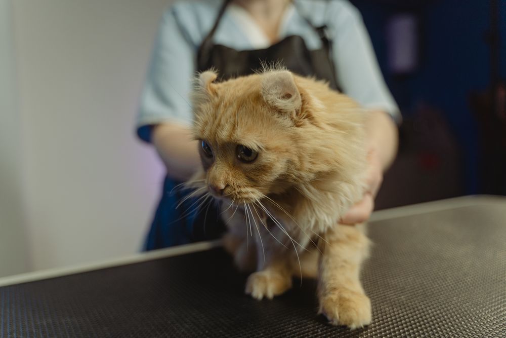 Ginger tabby cat being gently supported during a veterinary examination