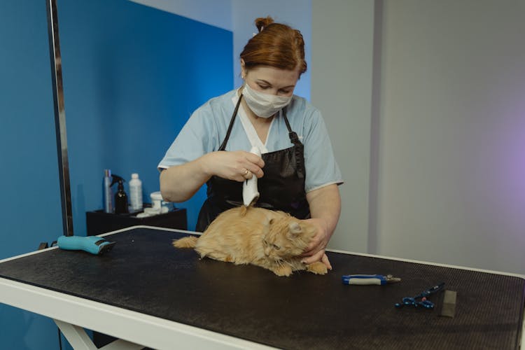 Grooming Of Cat By A Professional Groomer 