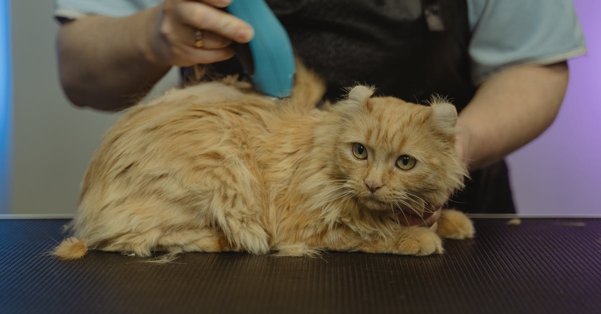 A Cat having a Haircut